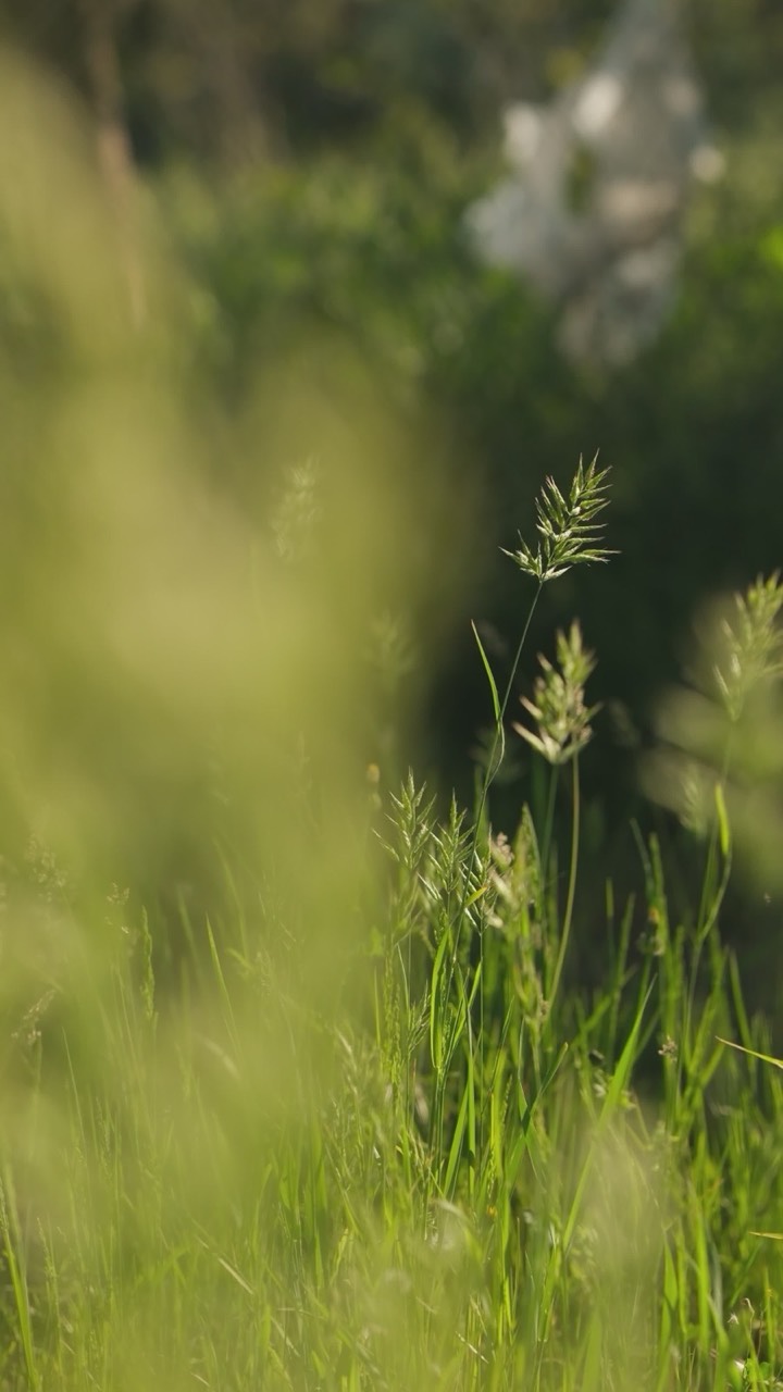 Sunlit wild grass swaying green against a soft horizon