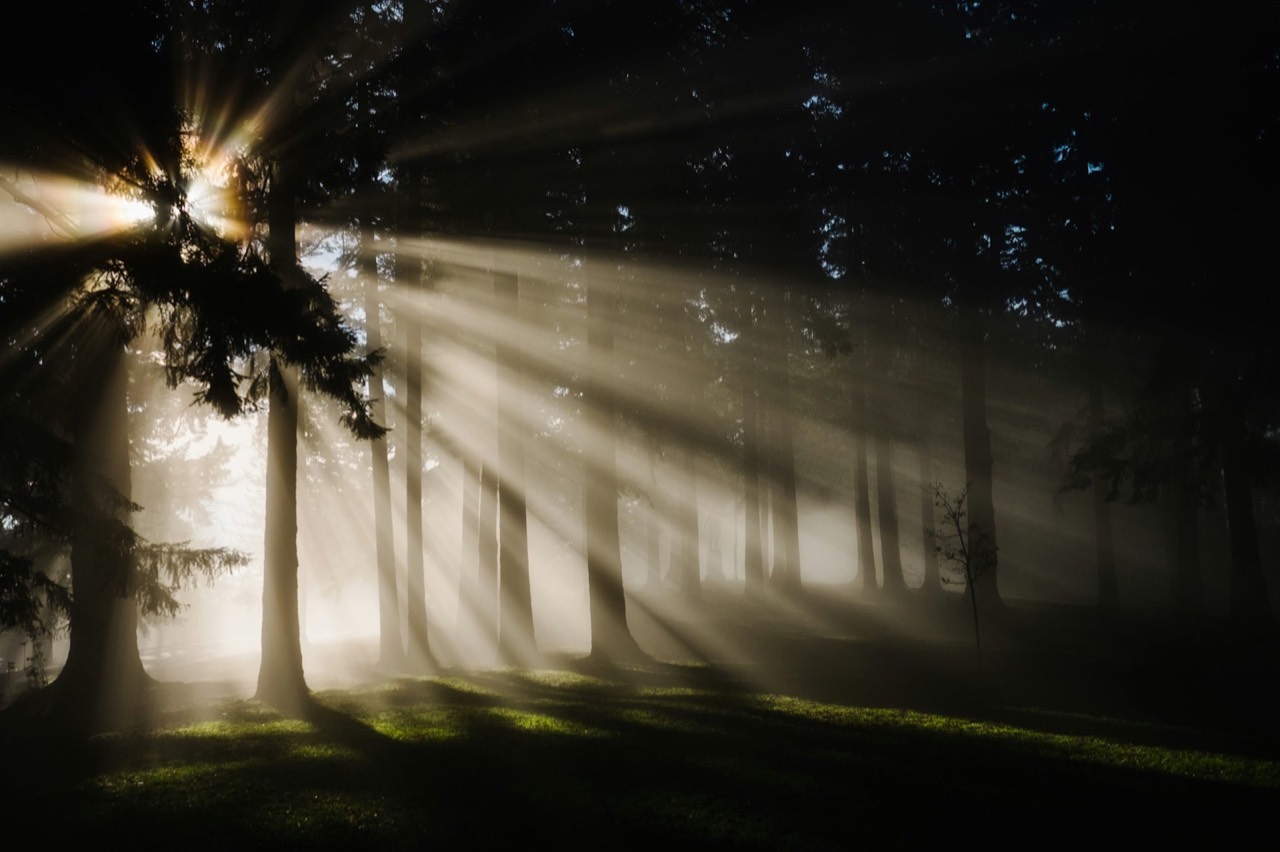 Golden rays of light cutting through a misty green forest